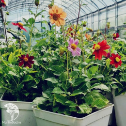 Георгины Микс смесь окрасок