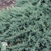 Можжевельник горизонтальный Блю Мун фото 1 
