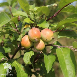 Яблоня декоративная Брокманн Грун Кугел на штамбе