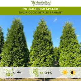 Туя западная Брабант