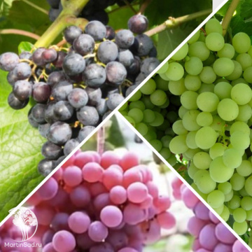 Фото Сверхвыгодный комплект! Виноград Мускат Блау + Виноград Восторг + Виноград Чрупка Розова