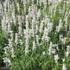 Шалфей мучнистый Эволюшн Вайт фото 2 