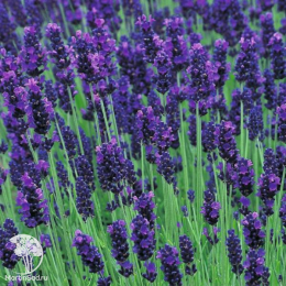 Набор для ароматной грядки лаванда Хидкот Блю + Розеа + Альба