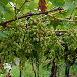 Виноград Скиерневайс