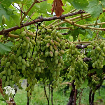 Фото Виноград Скиерневайс