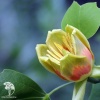 Лириодендрон тюльпанный Ардис фото 1 