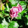 Роза флорибунда Новалис фото 2 