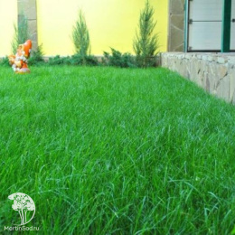 Овсяница красная Максима 1