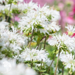 Монарда гибридная Би Брайт