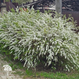 Спирея серая Грефшейм