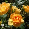 Роза флорибунда Тантау Берштайн Роуз фото 2 