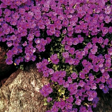 Фото Обриета Пурпурный каскад серия Альпийская горка