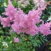 Astilbe arendsii Darwin's Dream Астильба Арендса Дарвинс Дрим фото 1 