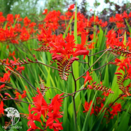 Крокосмия Люцифер