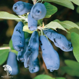 Жимолость камчатская Морена