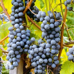 Виноград Зильга