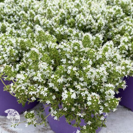 Тимьян ползучий Альбус