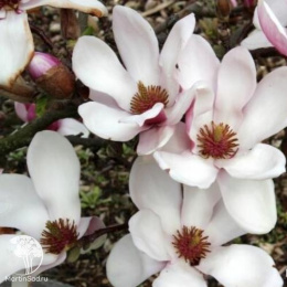 Магнолия обнаженная Пурпурасенс