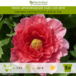 Пион древовидный Нью сан мун