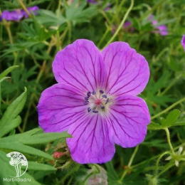 Герань луговая