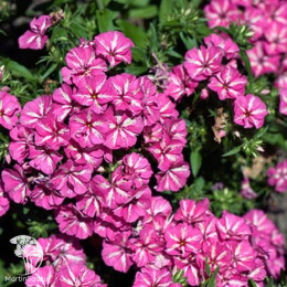 Флокс друммонда Гремми F1 розово-белый