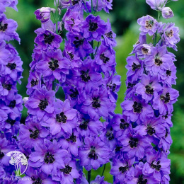 Дельфиниум культурный Чёрный рыцарь