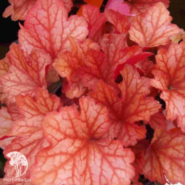 Гейхера Паприка