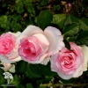 Роза чайно-гибридная Дольче Вита на штамбе фото 2 