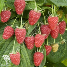 Малина ремонтантная Конёк-Горбунок