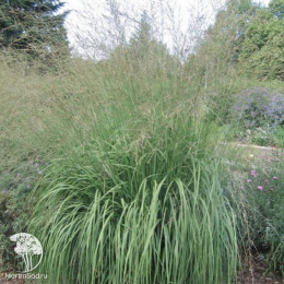 Молиния голубая подвид тростниковая