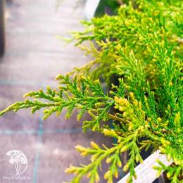 Микробиота перекрестнопарная Карнавал