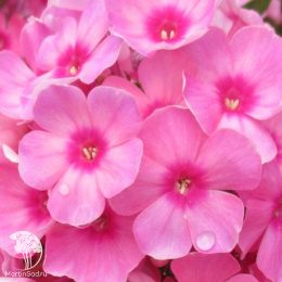 Флокс метельчатый Флейм Пинк