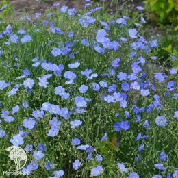 Лён многолетний