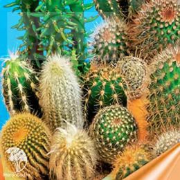 Кактус Забияка (смесь видов) Евро