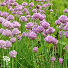  Шнитт-лук (скорода)