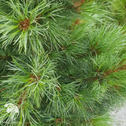 Сосна кедровая европейская