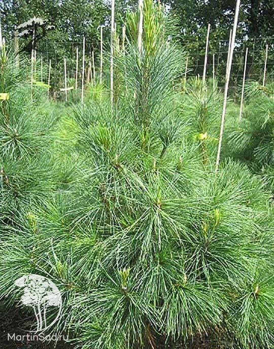 Сосна румелийская купить. Pinus peuce. Сосна румелийская Pinus peuce. Сосна Балканская румелийская. Сосна румелийская 'Latgale'.