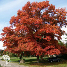 Дуб шарлаховый Quercus coccinea