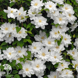 Клематис Исаго