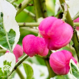 Бересклет пробковый Сильвер Сюрпрайз на штамбе