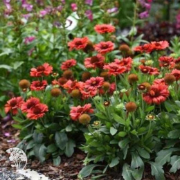 Гайлардия крупноцветковая Меса Ред