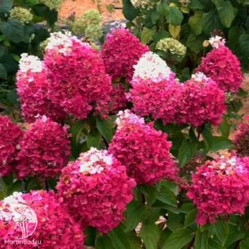 Фото Гортензия метельчатая Строуберри Блоссом