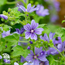 Мальва лесная Примли Блю