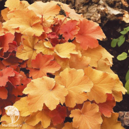 Сверхвыгодный микс! Гейхера Карамель + Гейхера Линда + Гейхера Крем Брюле