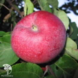 Яблоня с красными вкусными плодами 1