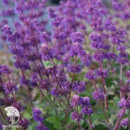 Набор для ароматной грядки шалфей Перпл Рэйн + Швелленбург + Сенсейшен Медиум Уайт