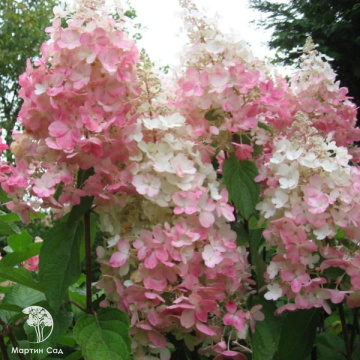 Фото Гортензия метельчатая Пинк Леди на штамбе