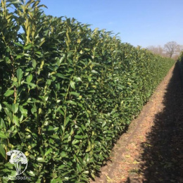 Лавровишня обыкновенная Генолия