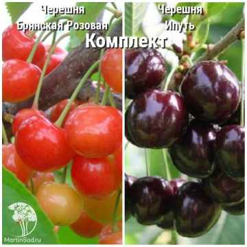Фото Сверхвыгодный комплект! Черешня Брянская розовая + опылитель черешня Ипуть