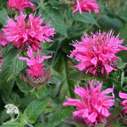 Монарда Кренберри Лейс